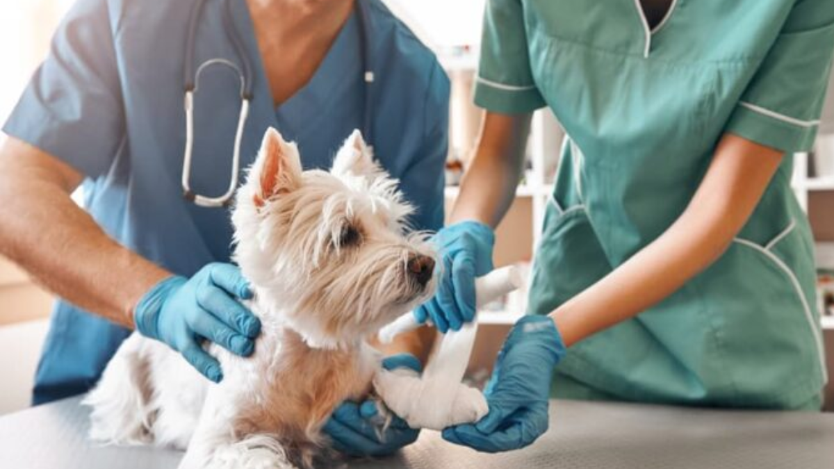 Navigating Veterinary Care in the City