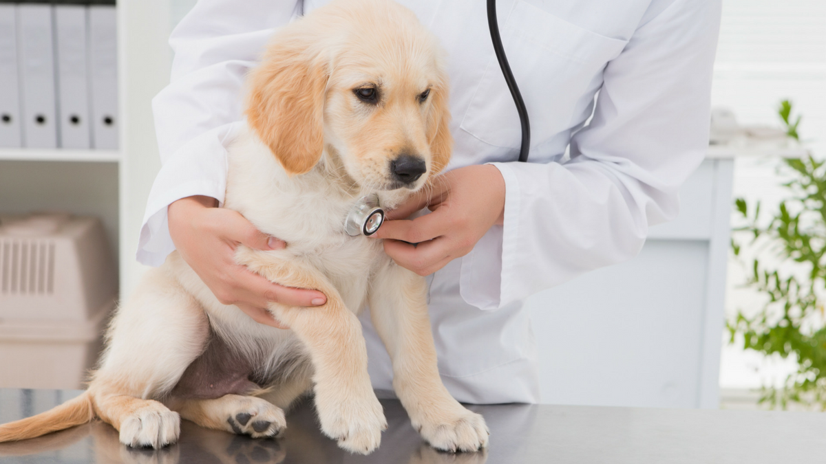 Navigating Veterinary Care in the City