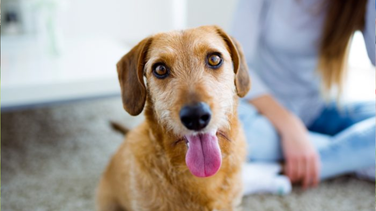 Integrating a Rescue Dog into Your Home