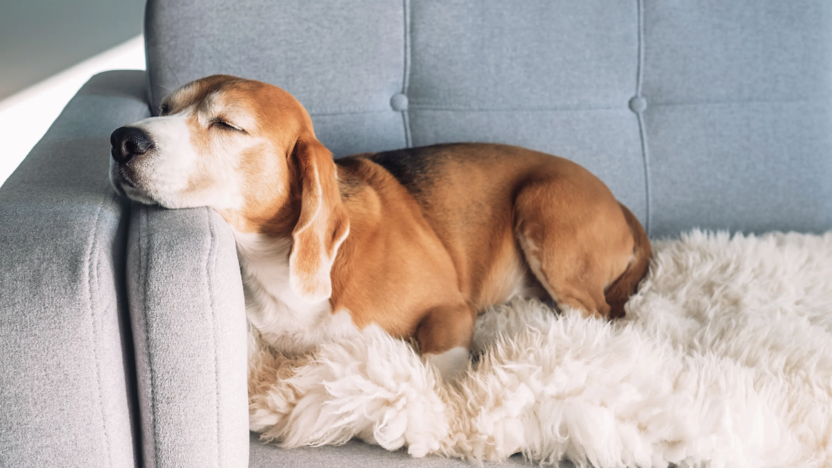 Understanding Your Dogs Sleep Cycle