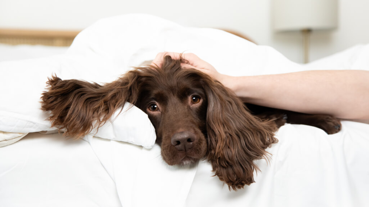 Understanding Your Dogs Sleep Cycle
