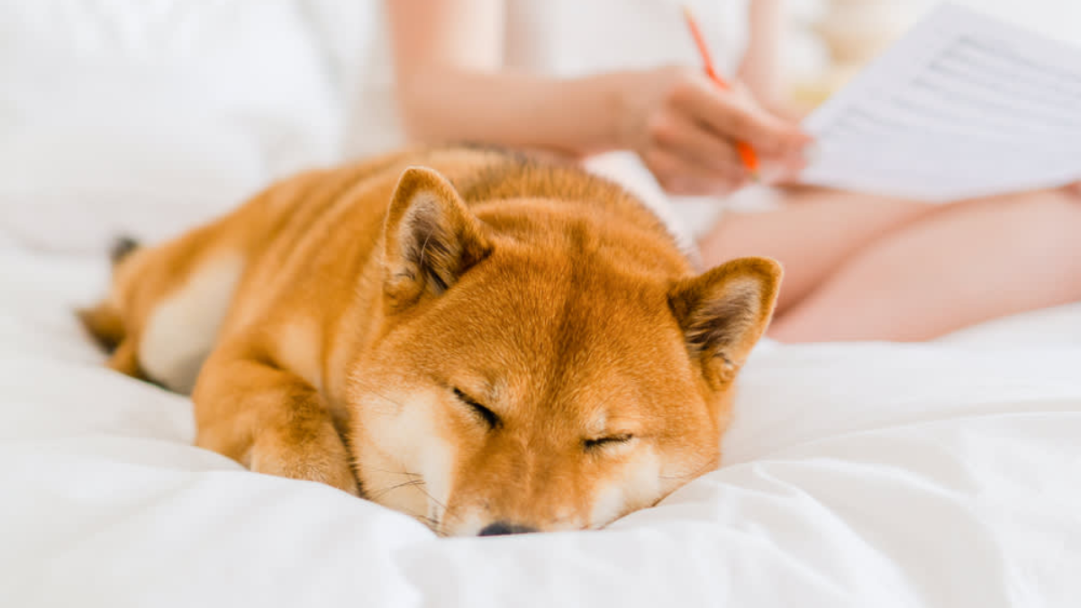 How To Improve Your Dogs Sleep