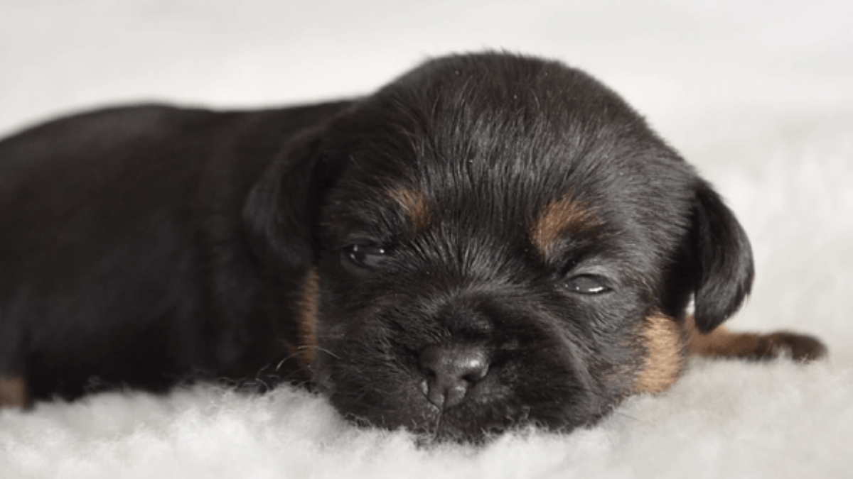 Are Border Terrier Puppies Black