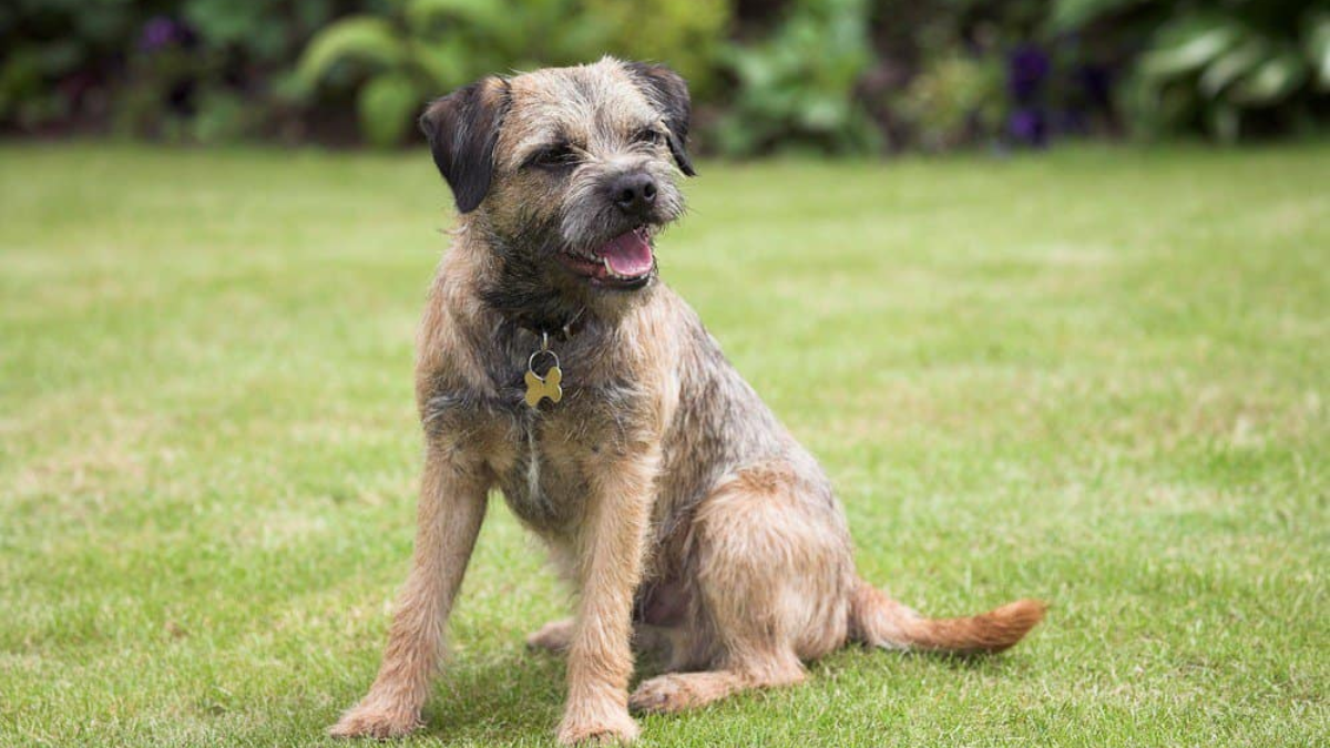 border terrier sitting on the ground