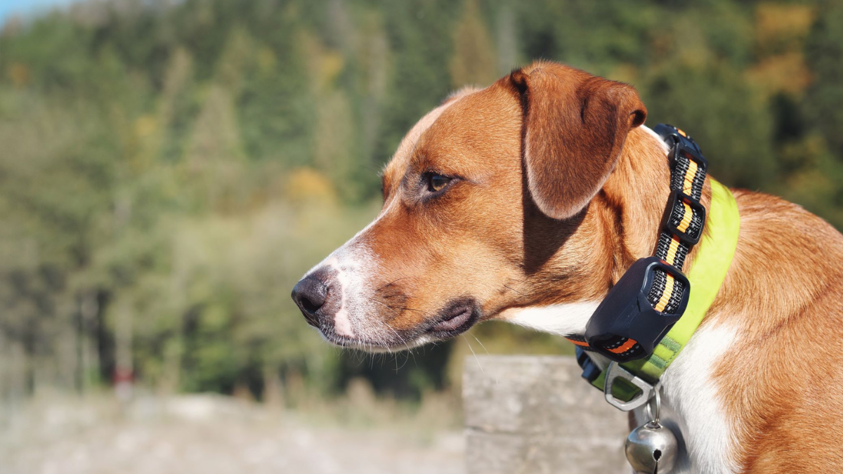 Monitoring Your Dog's Sleep with GPS Smart Collars