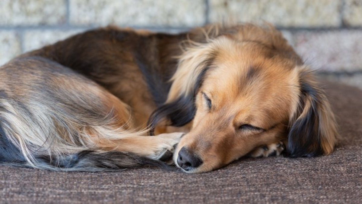 Monitoring Your Dog's Sleep with GPS Smart Collars