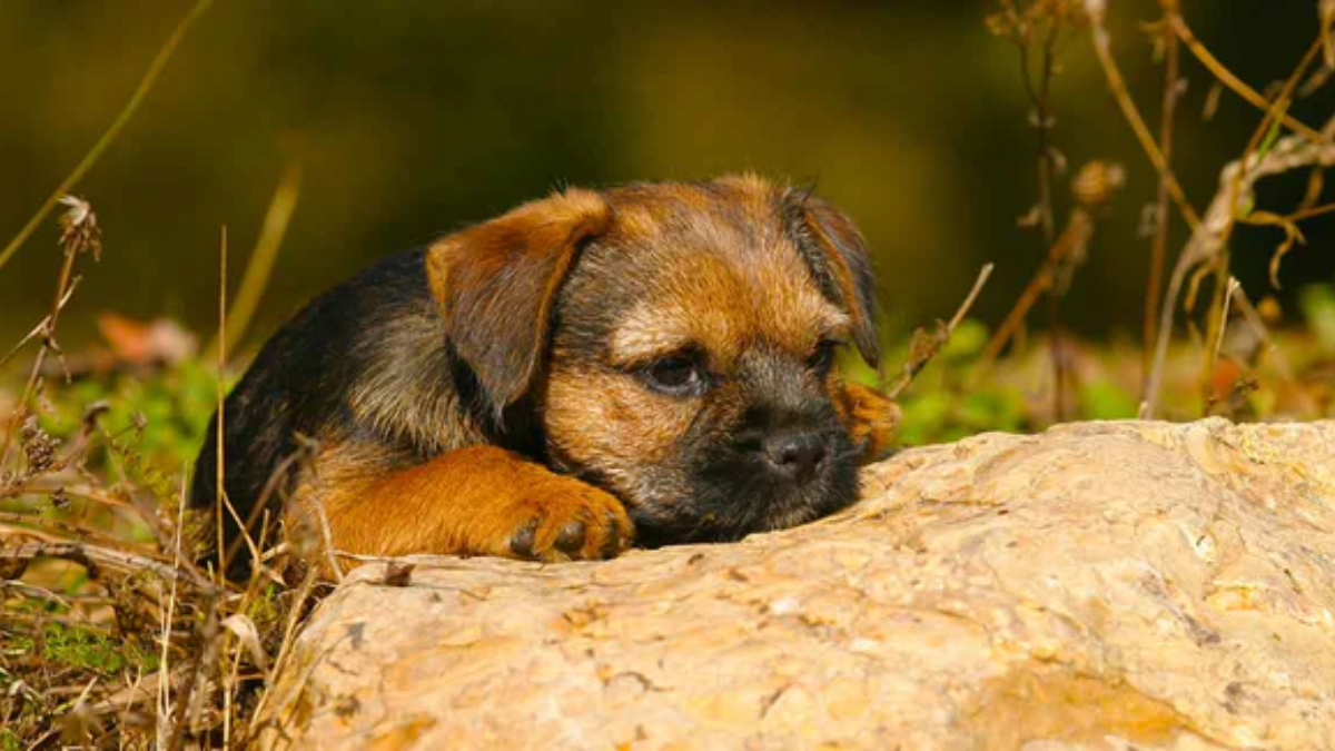 How Much Are Border Terrier Puppies