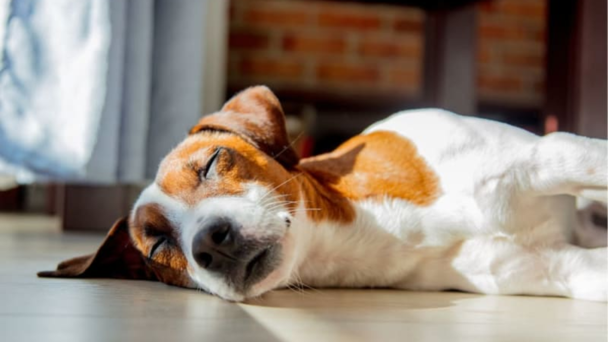 Sleep Disorders and Health Issues in Dogs