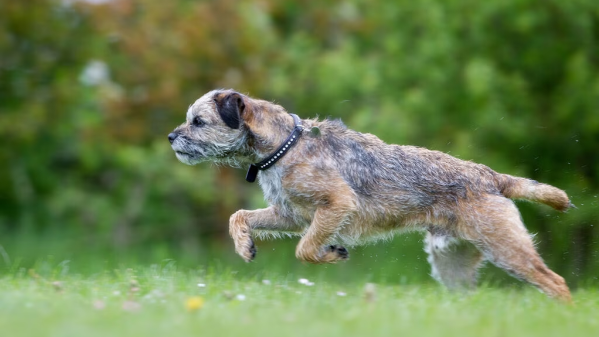 How Big is a Border Terrier?