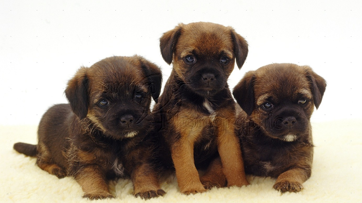 How Much Are Border Terrier Puppies
