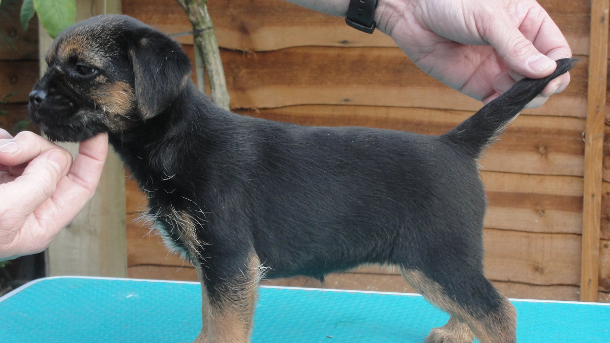 Are Border Terrier Puppies Black