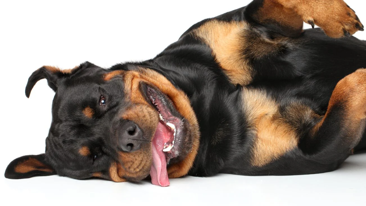 Canine Sleep Apnea