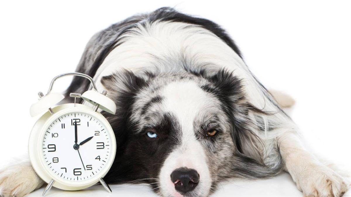 Sleep Disorders and Health Issues in Dogs