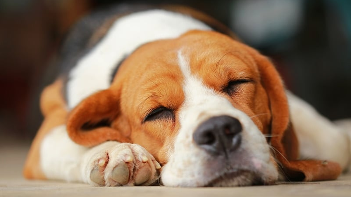 Role of Exercise in Promoting Healthy Sleep for Dogs