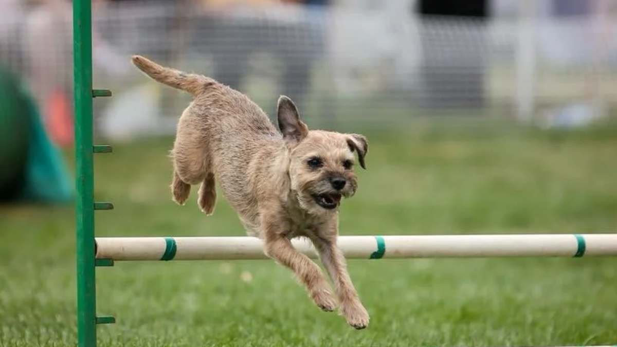 How to Train Your Border Terrier