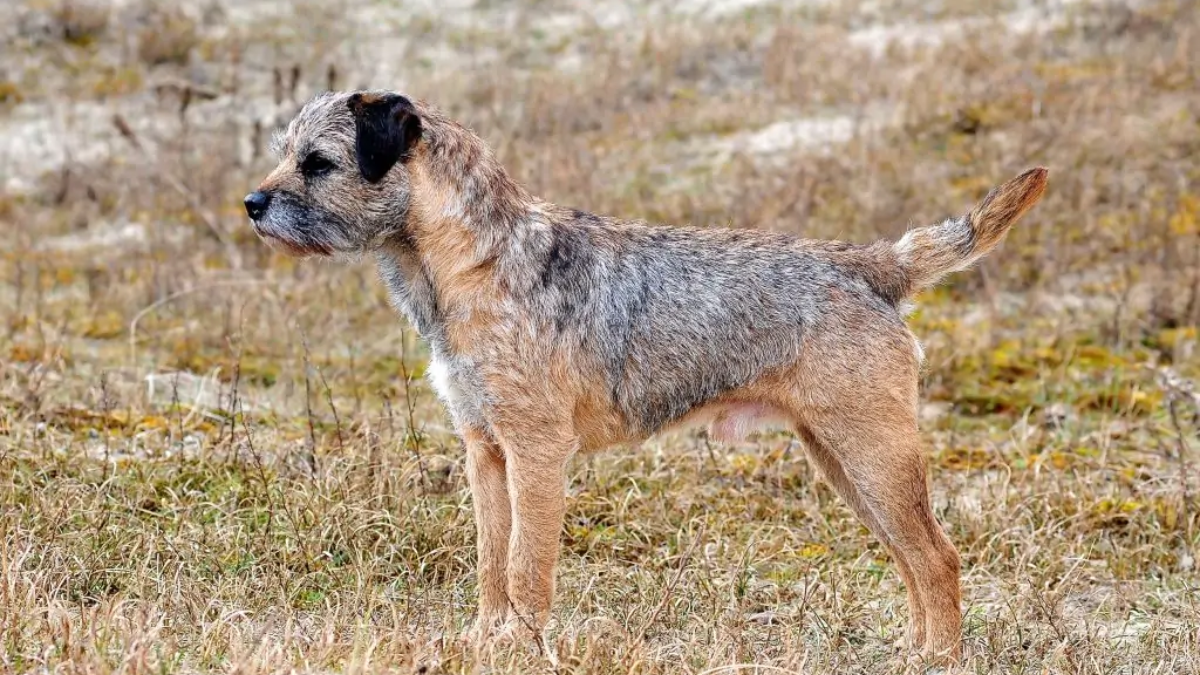 How to Train Your Border Terrier