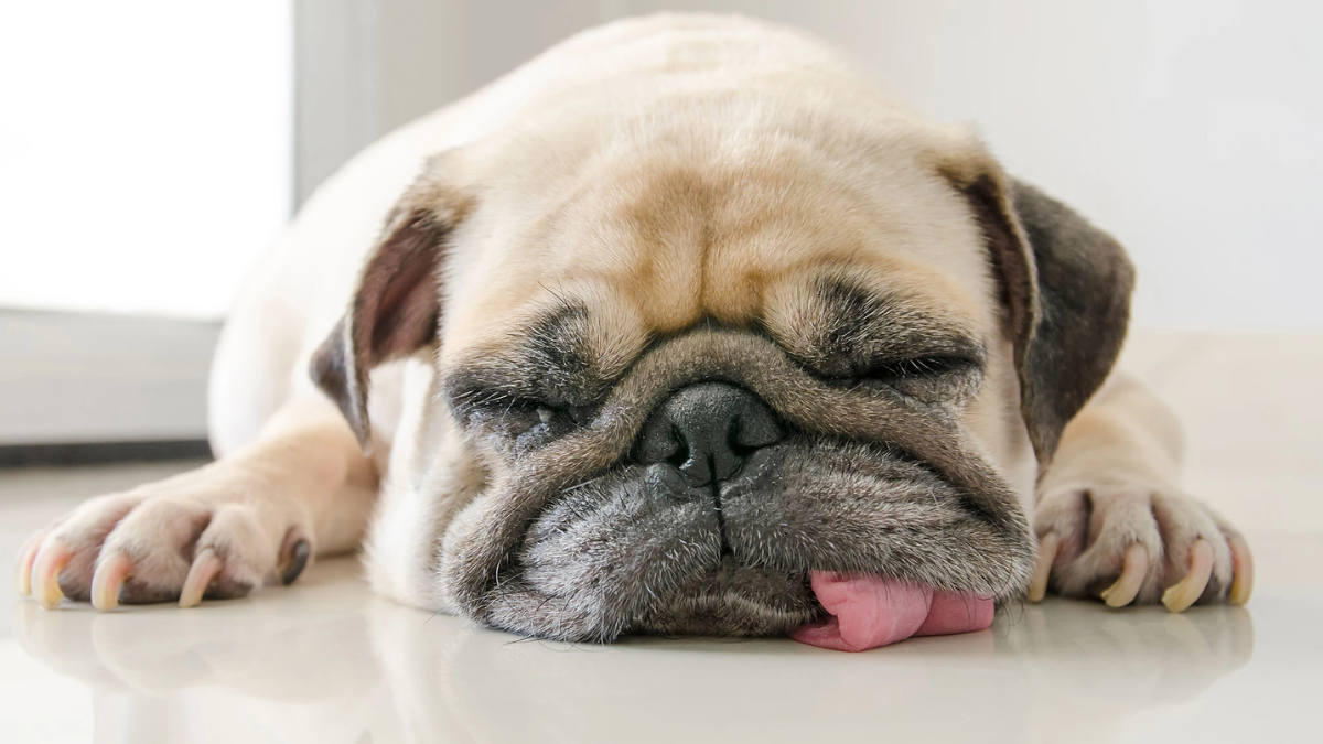 The Impact of Sleep Quality on Dog Behavior