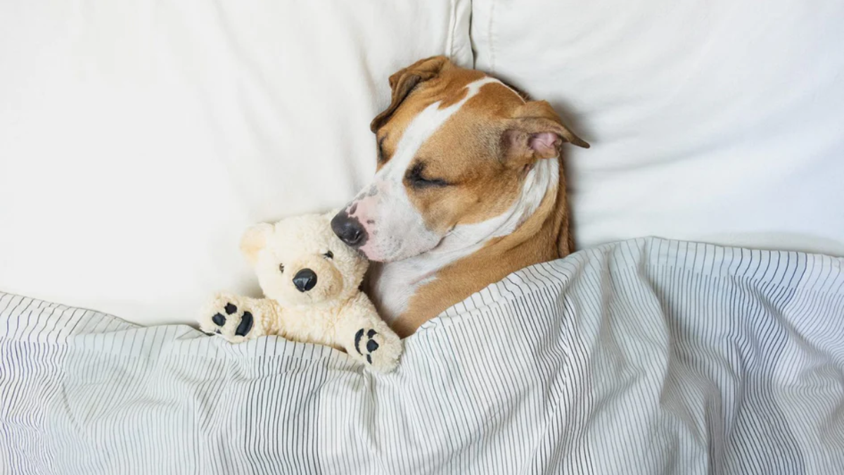 Role of Exercise in Promoting Healthy Sleep for Dogs