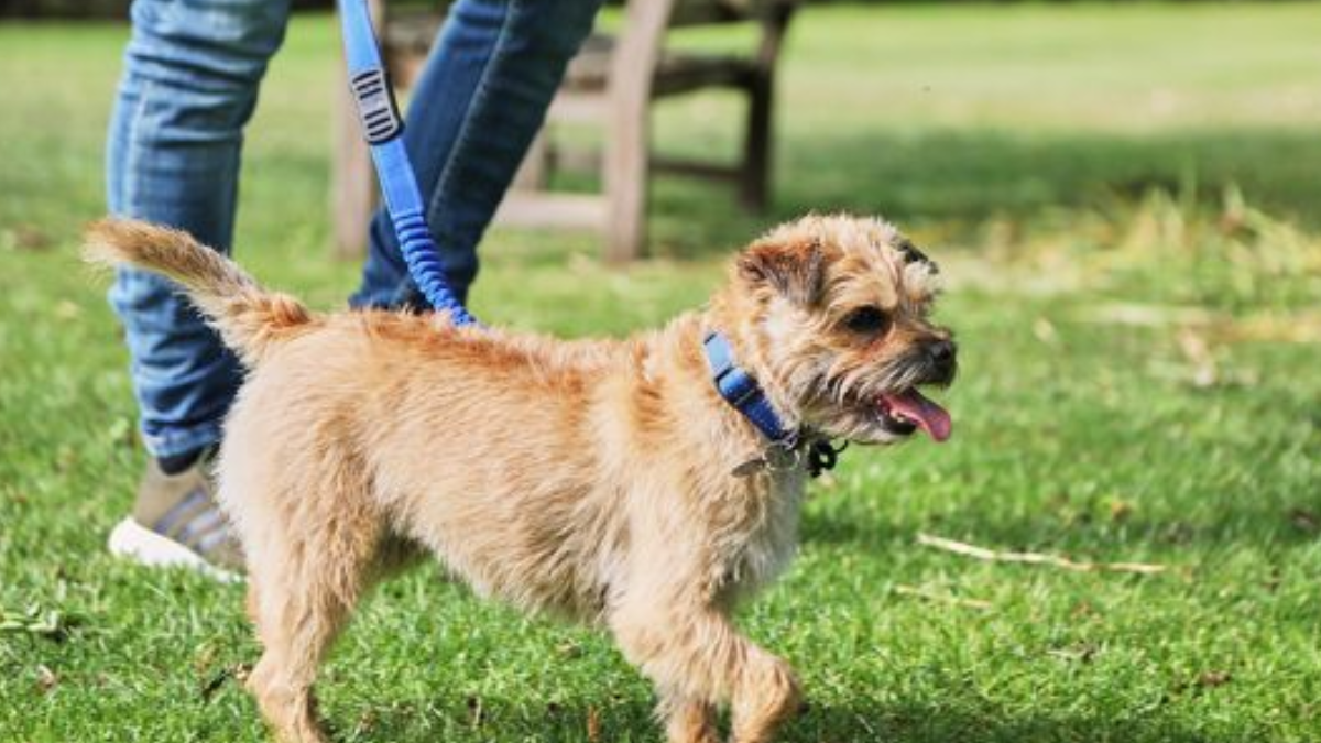 What Was a Border Terrier Bred For