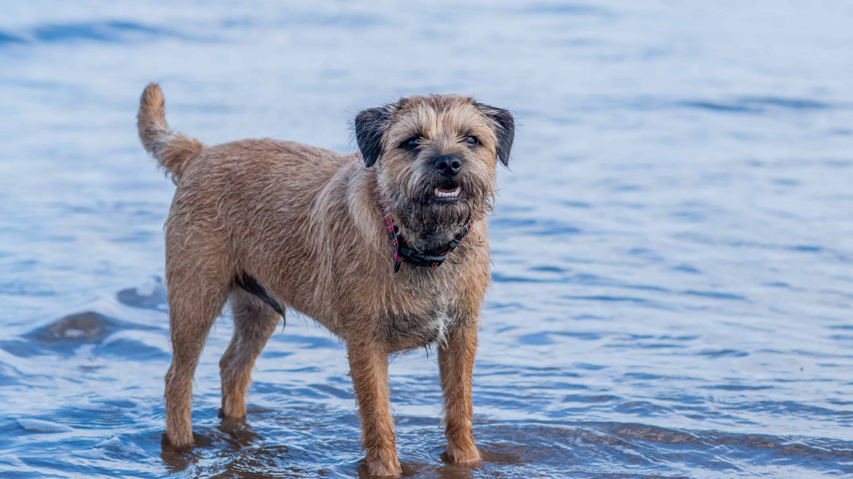 What Was a Border Terrier Bred For
