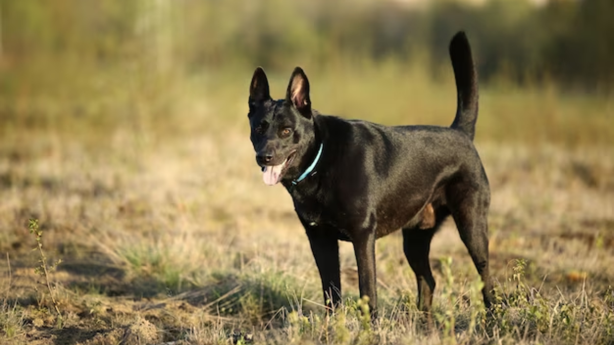 Dutch Shepherd Dog Black: Characteristics and Care