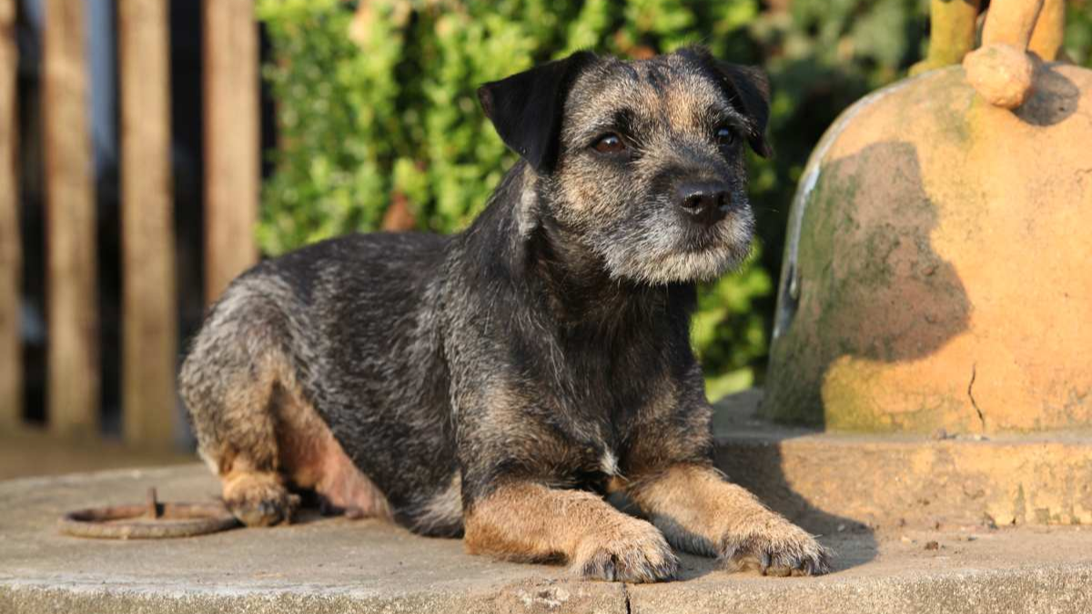 border terrier laying down outside