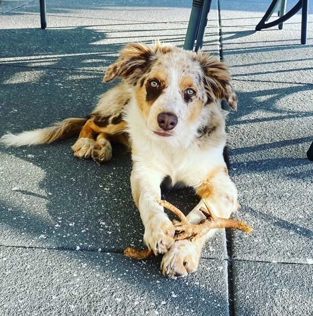 DOGFLUENCERS: Meet the Tennis Ball Obsessed Pup, Taco