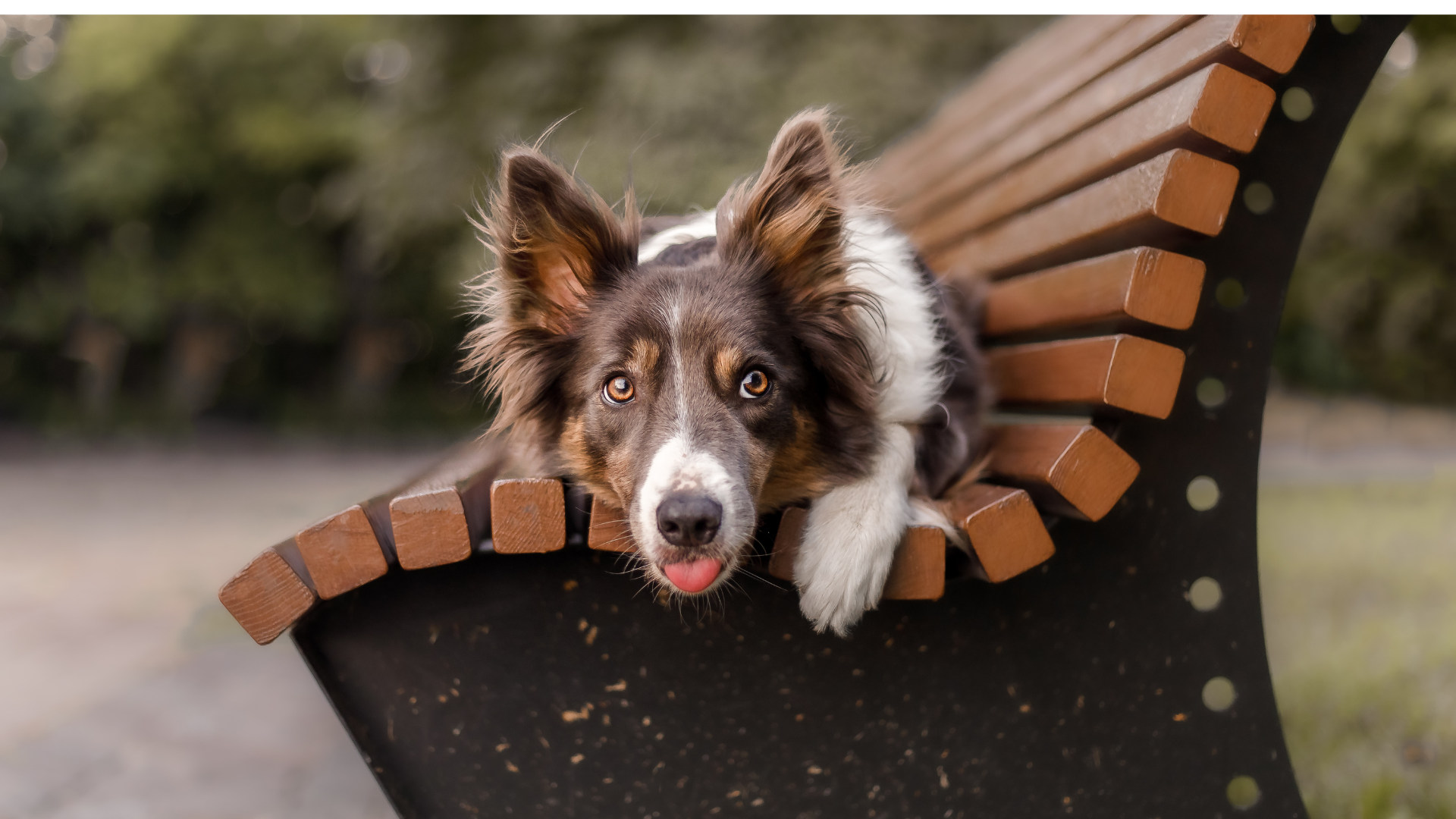 Urban Dog Training