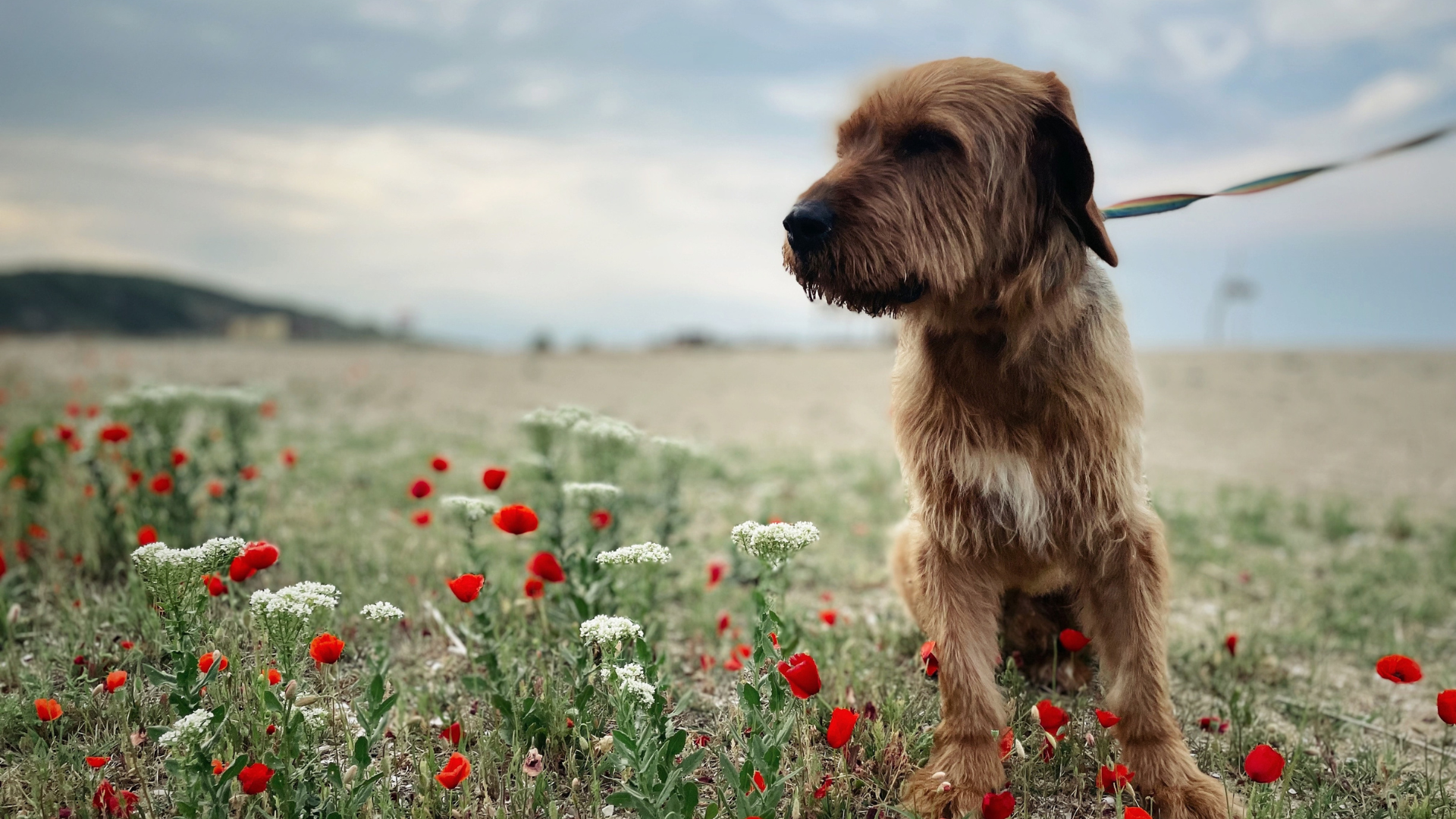 What Age Should a Border Terrier Be Stripped