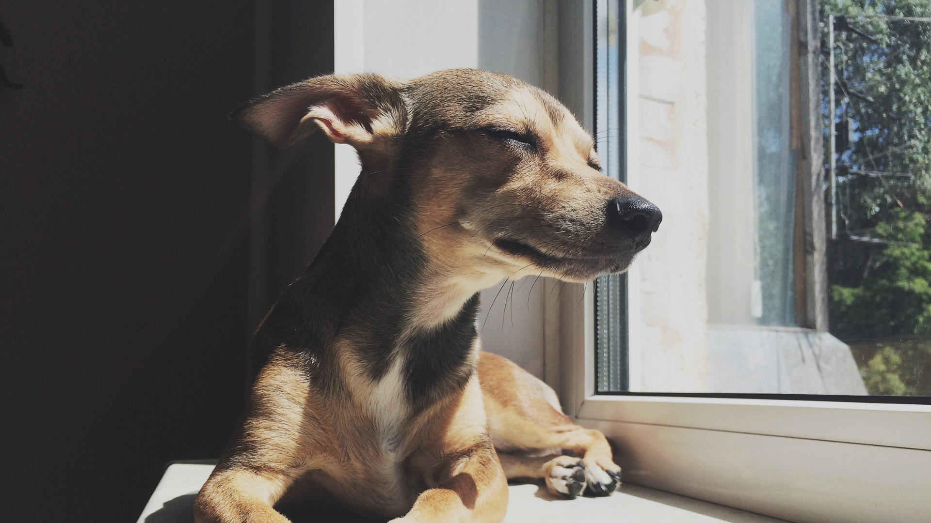 What Do Dogs Think About All Day