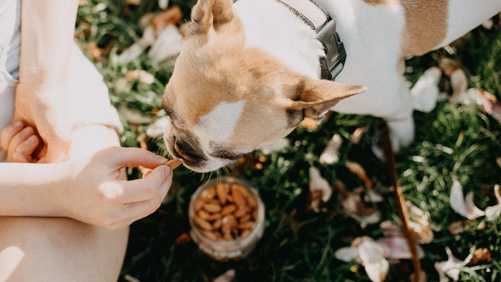 What Nuts are Toxic to Dogs