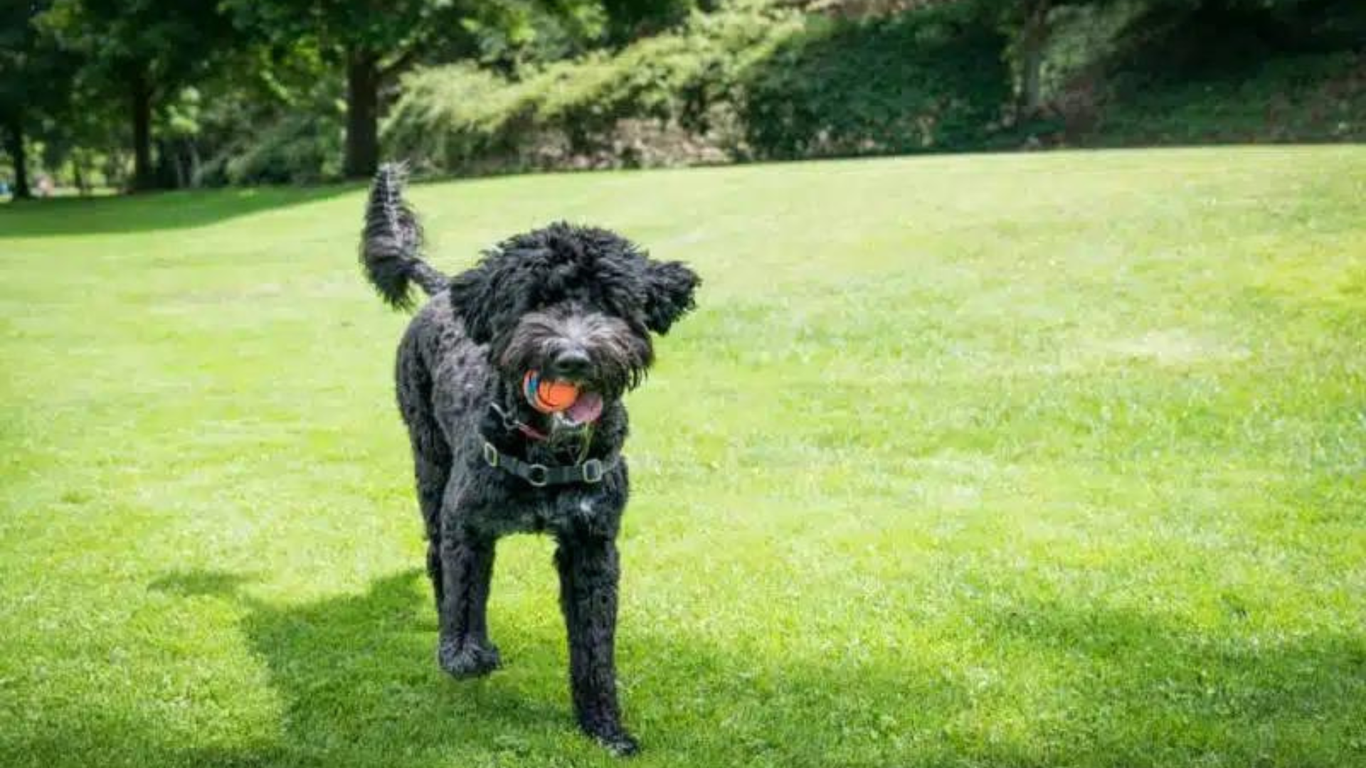Can A Portuguese Water Dog Be Left Alone