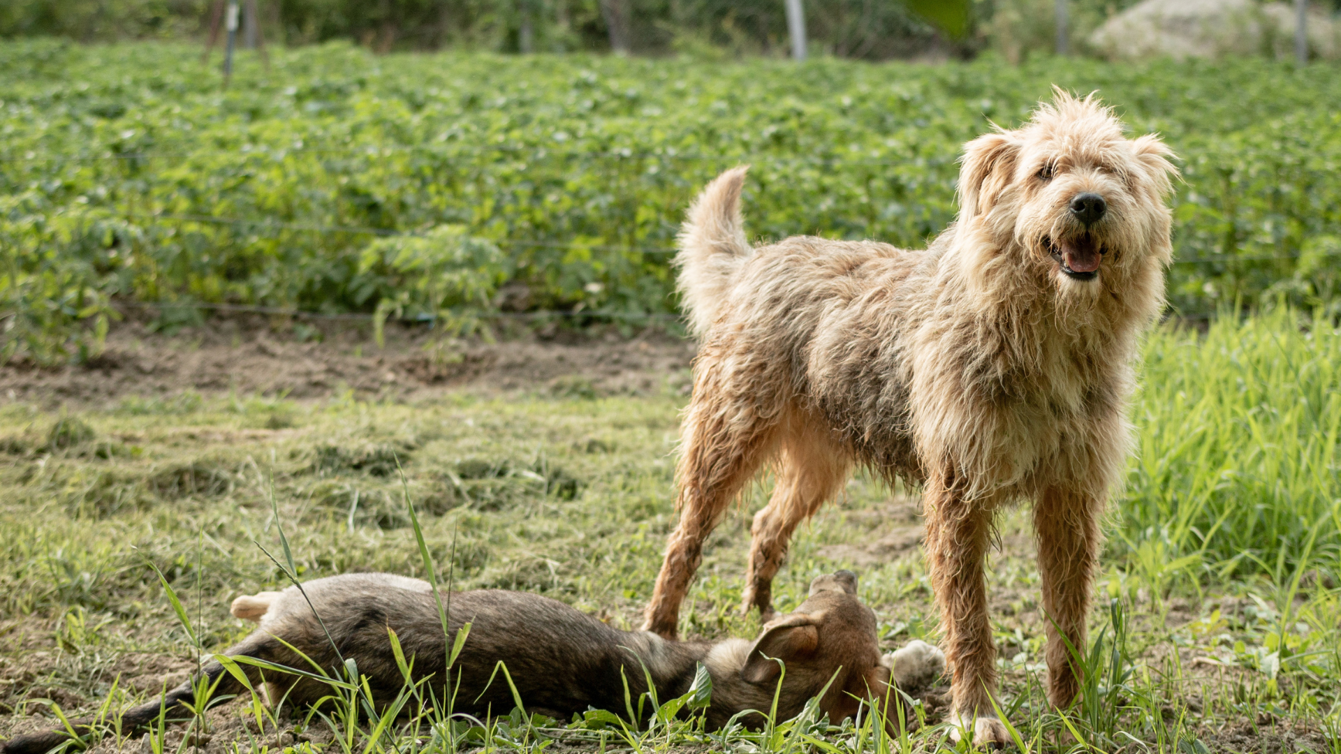 What Was a Border Terrier Bred For