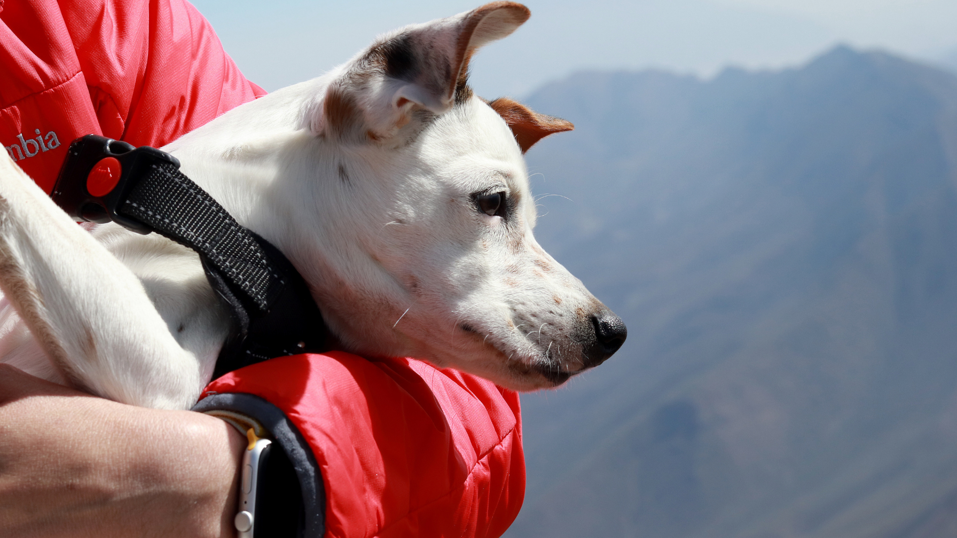 What to Do If Your Dog Gets Injured on a Hike