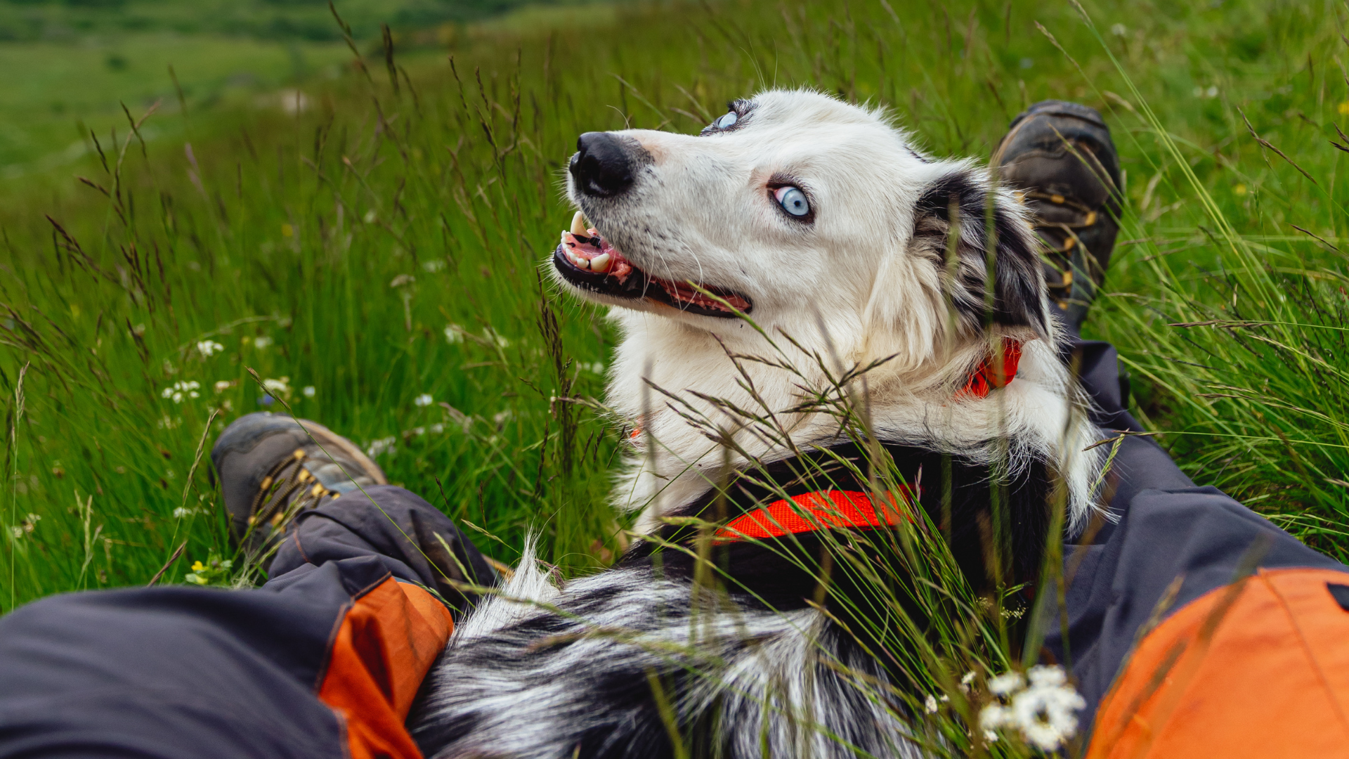 What to Do If Your Dog Gets Injured on a Hike