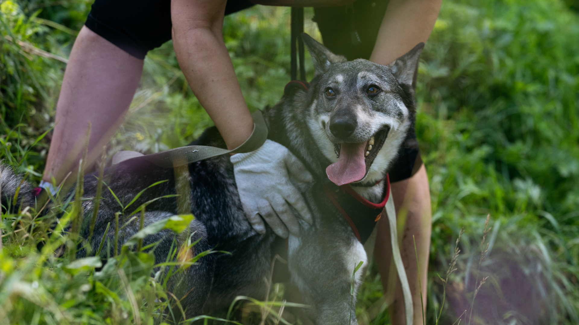 What to Do If Your Dog Gets Injured on a Hike