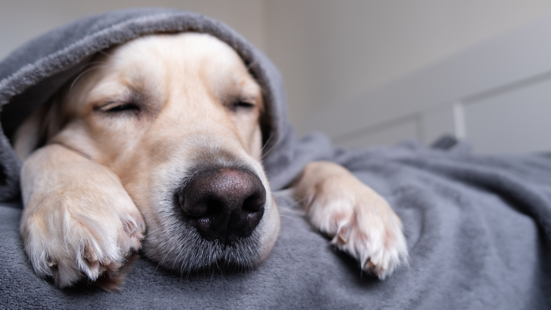 Why Does My Dog's Face Twitch in His Sleep