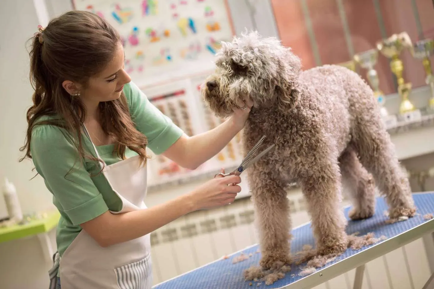 Regular Grooming for Urban Dogs