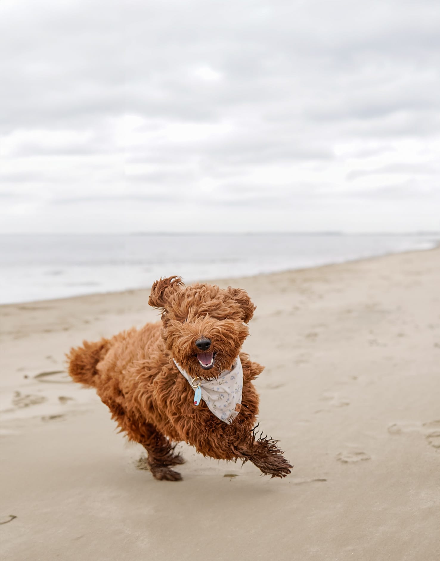 DOGFLUENCERS: Meet Josie, Boston's Beach Loving Pup