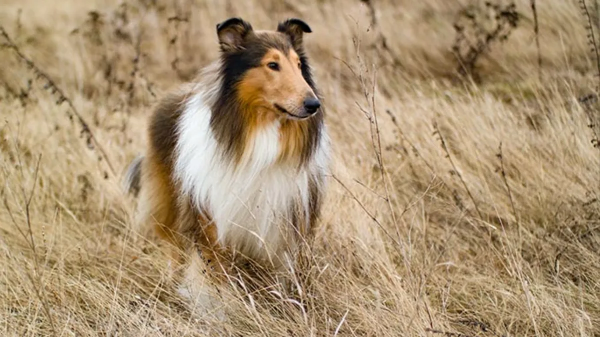 Collies are a herding breed 