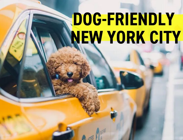 Know About Dog Friendly NYC