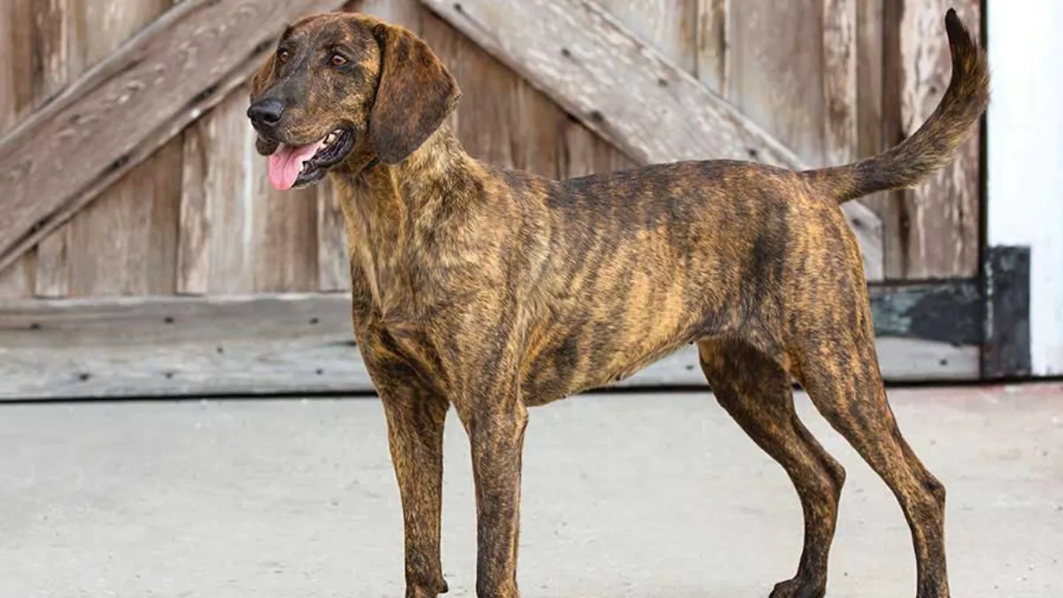 Are Plott Hounds Good with Cats? 