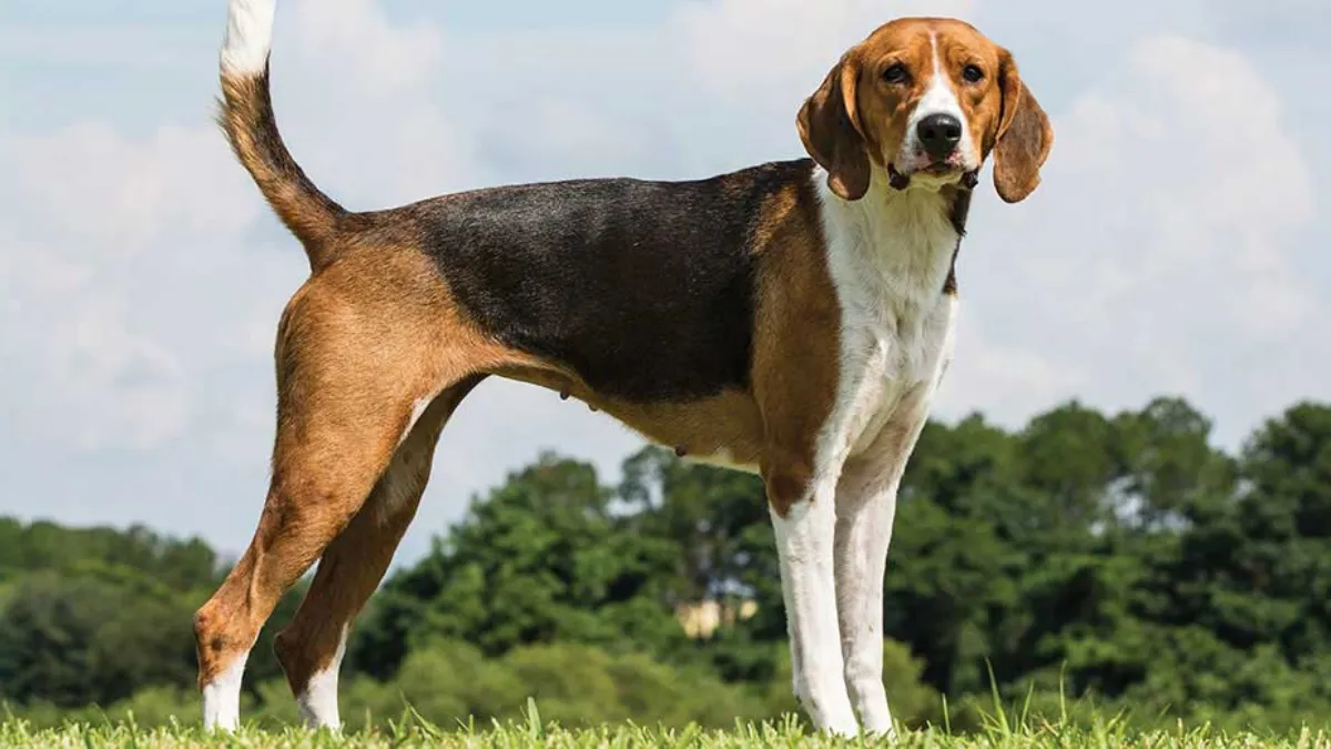 Are American Foxhounds Protective?