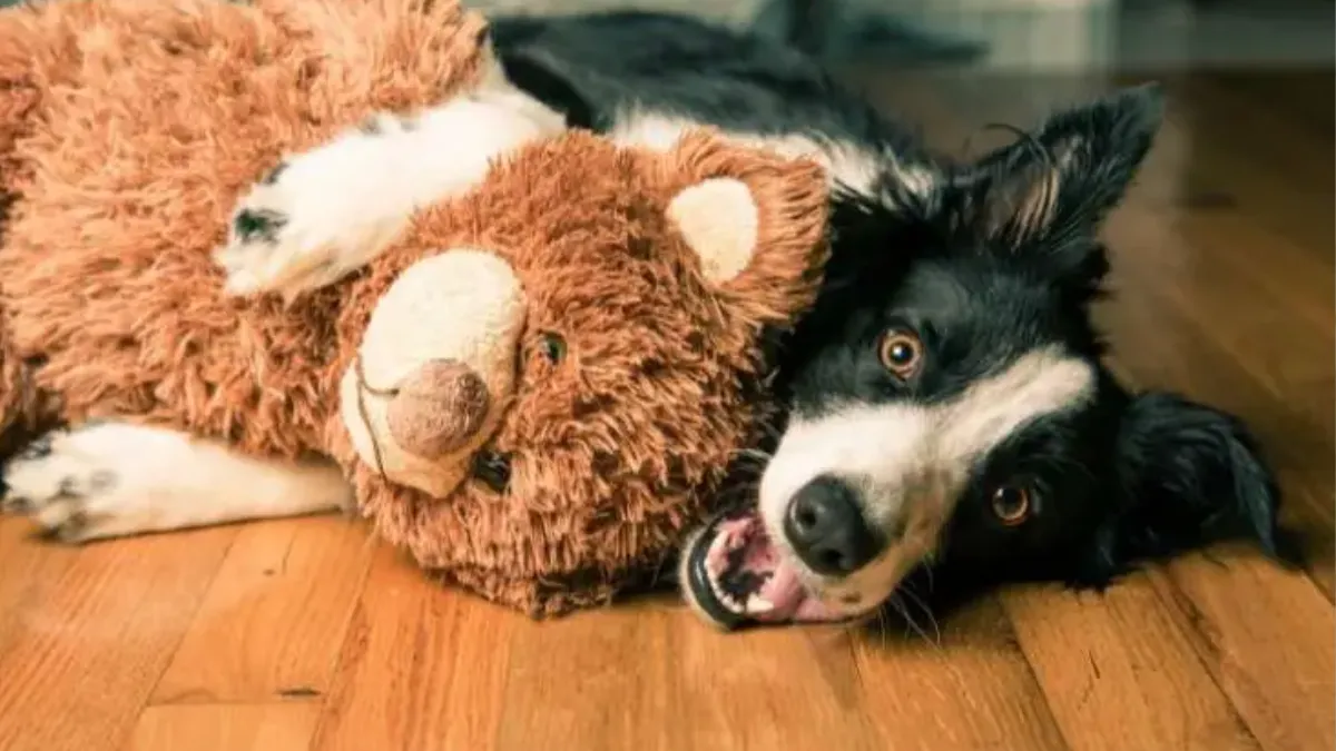 CAN COLLIES LIVE IN APARTMENTS? COLLIES IN SMALL SPACES