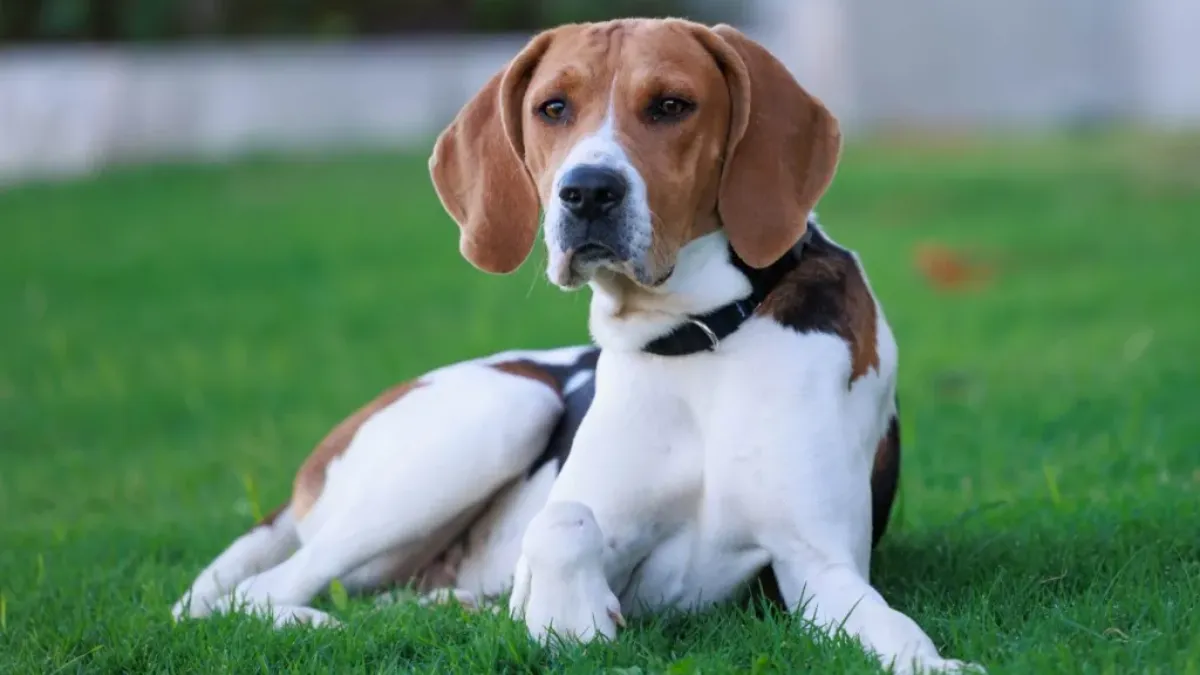 Do American Foxhounds Smell Bad?