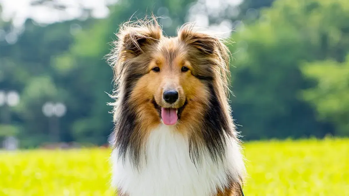 Shetland Sheepdogs