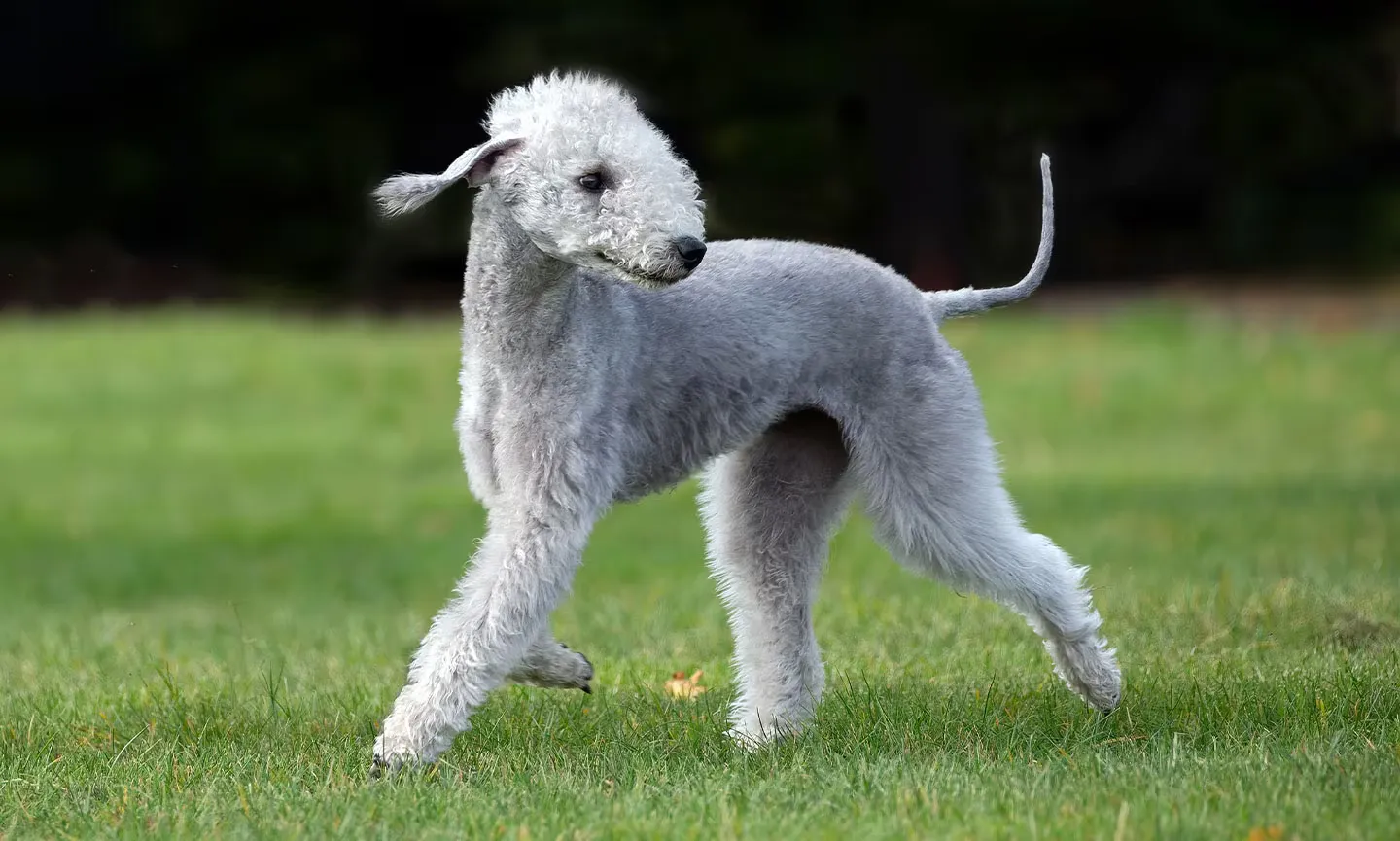 THE BEDLINGTON TERRIER: COMPLETE AND EASY TO READ GUIDE