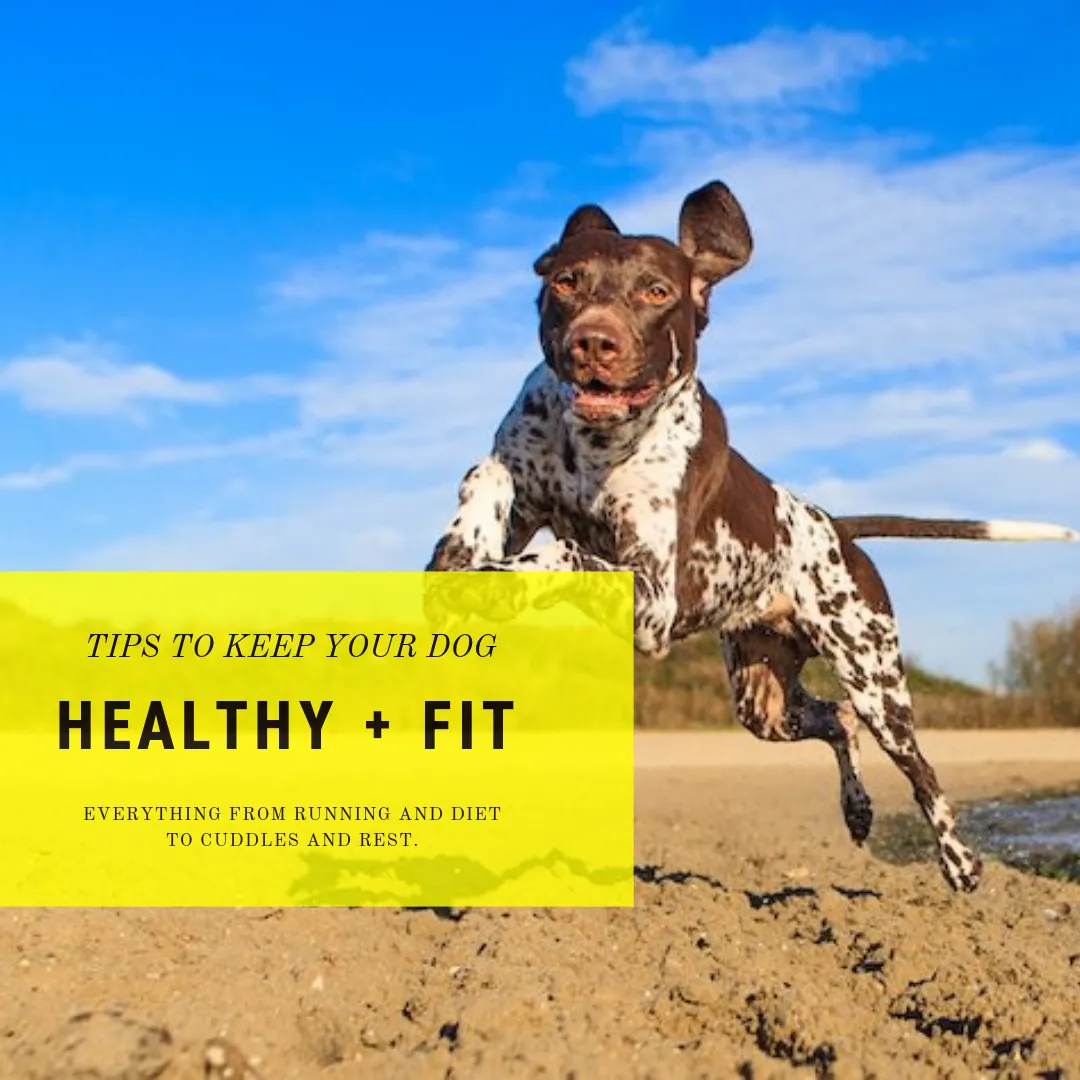 TIPS FOR KEEPING YOUR DOG HEALTHY + FIT.