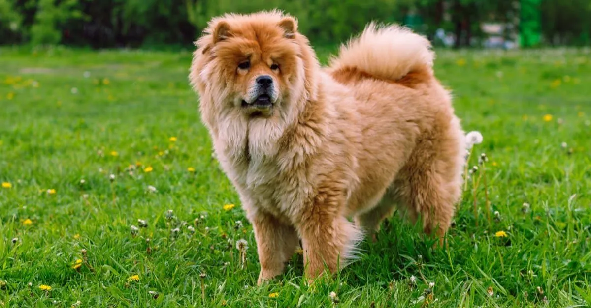 Chow Chow Overview
