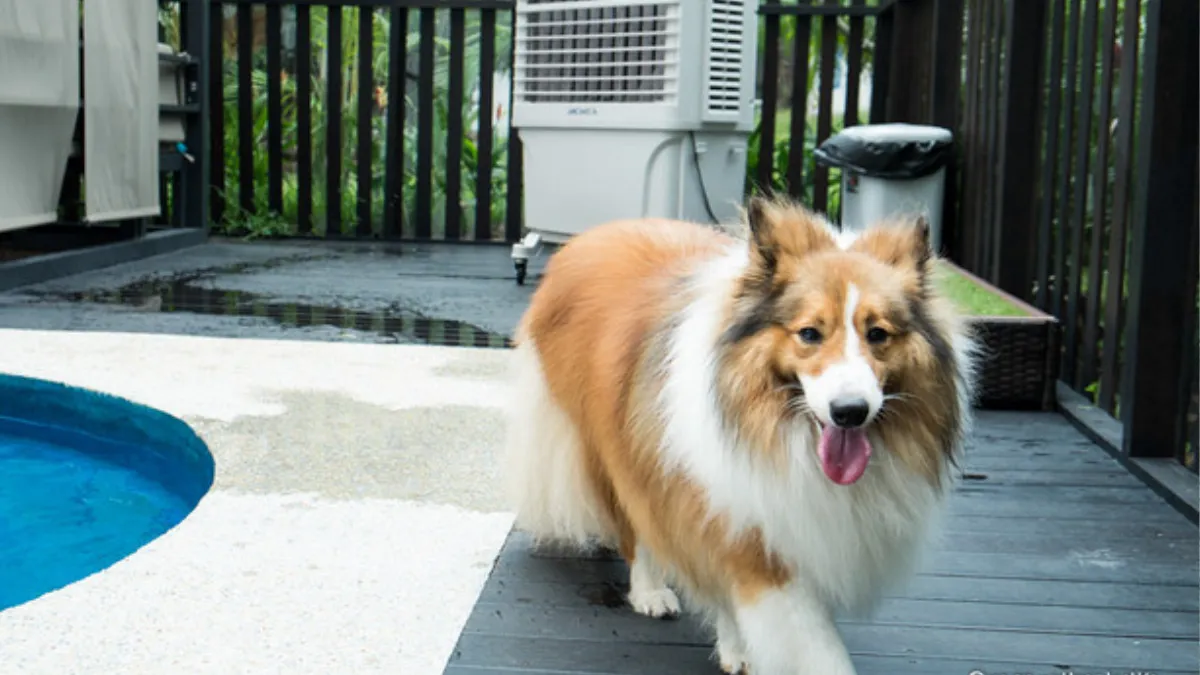 Shetland Sheepdogs Swim